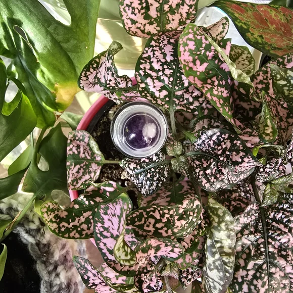 Meditation Essential Oil Roller Ball Perfume - Picture 4 of 4